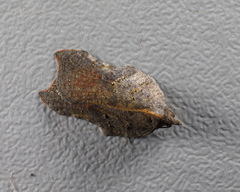 Acleris