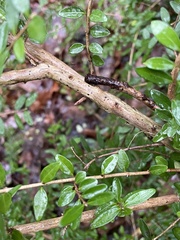 Lonicera ligustrina