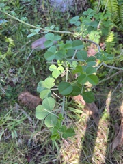 Crotalaria incana