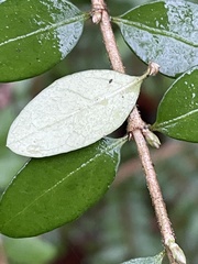 Lonicera ligustrina