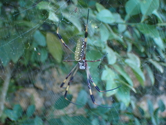Trichonephila clavipes