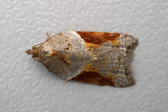 Acleris laterana