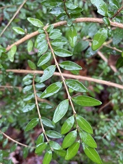 Lonicera ligustrina