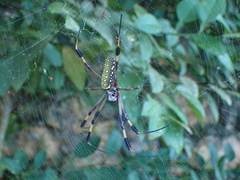 Trichonephila clavipes