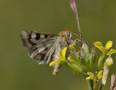 Heliothis viriplaca