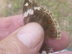 Junonia oenone