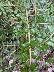 Lonicera ligustrina