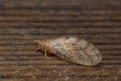 Hemerobiidae