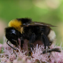 Bombus bohemicus