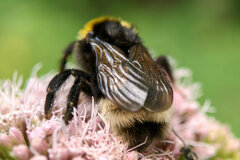 Bombus bohemicus