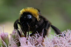 Bombus bohemicus