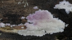Antrodiella