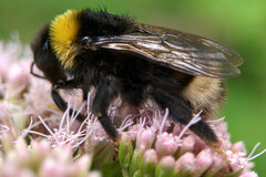 Bombus bohemicus