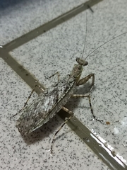 Theopompa ophthalmica