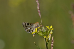 Heliothis viriplaca