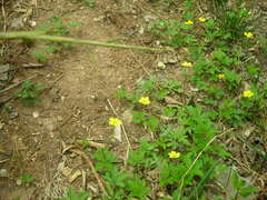 Potentilla flagellaris