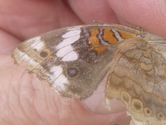 Junonia oenone