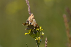 Heliothis viriplaca
