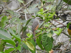 Campylorhynchus zonatus