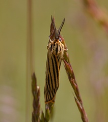 Spiris striata