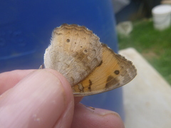 Junonia hierta