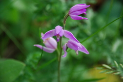 Cephalanthera rubra