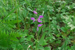 Cephalanthera rubra