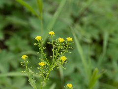 Rorippa globosa