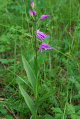 Cephalanthera rubra