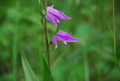 Cephalanthera rubra