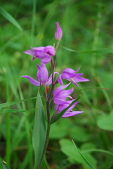 Cephalanthera rubra