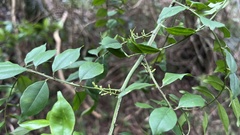Zanthoxylum scandens