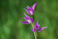 Cephalanthera rubra