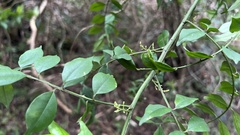 Zanthoxylum scandens