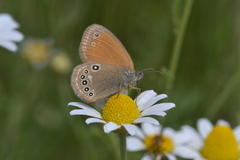 Coenonympha glycerion