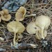 Streaked Clitocybe - Photo (c) Jack Johnson, some rights reserved (CC BY-NC), uploaded by Jack Johnson