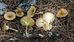 Pseudoarmillariella ectypoides