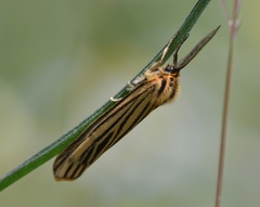 Spiris striata