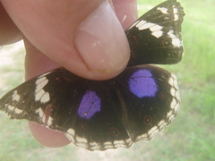 Junonia oenone