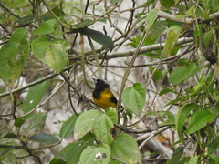 Icterus graduacauda