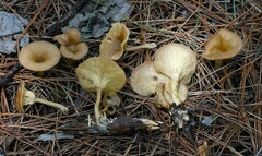 Pseudoarmillariella ectypoides