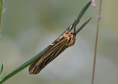 Spiris striata