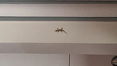 Hemidactylus platyurus