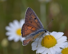 Lycaena alciphron