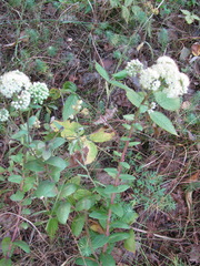 Hylotelephium maximum ruprechtii