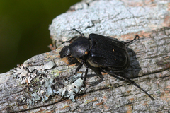 Gnorimus variabilis