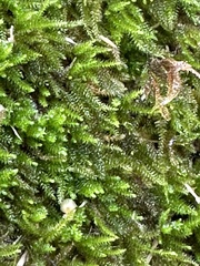 Dendroalsia abietina