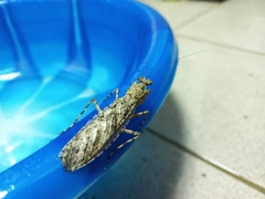 Theopompa ophthalmica