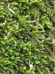 Dendroalsia abietina