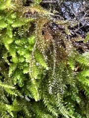 Dendroalsia abietina